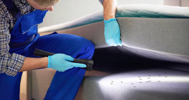 Wasp Removal Services in Winooski, VT